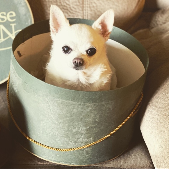 Meet your Posher, Kate - Picture 2 of 4